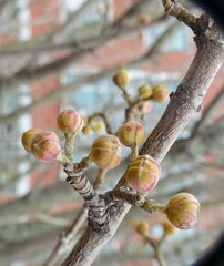 Cornus