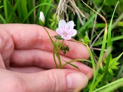 Claytonia virginica