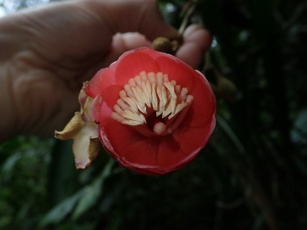 Meriania tomentosa
