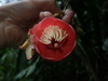 Meriania tomentosa - Photo (c) Nolan Exe, some rights reserved (CC BY), uploaded by Nolan Exe