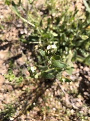 Plagiobothrys arizonicus