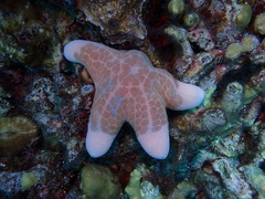 Choriaster granulatus
