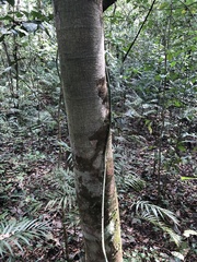 Brosimum alicastrum
