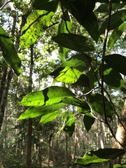Brosimum alicastrum