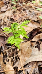 Botrypus virginianus