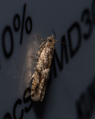 Pseudexentera spoliana