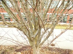 Cornus