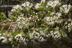 Hakea ruscifolia