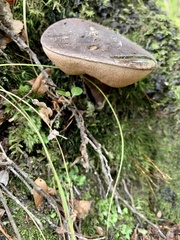 Tylopilus formosus