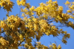 Acacia dealbata