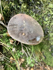 Tylopilus formosus