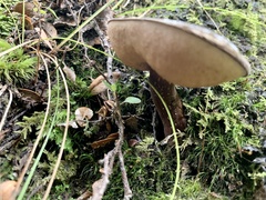 Tylopilus formosus