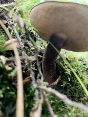 Tylopilus formosus