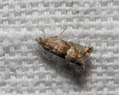 Sereda tautana
