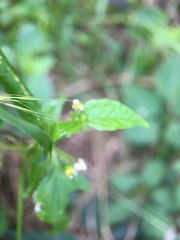 Galinsoga parviflora