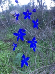 Delphinium patens