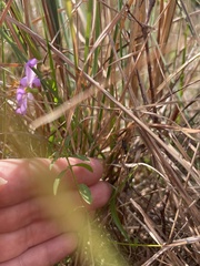 Rhexia mariana mariana