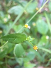 Galinsoga parviflora