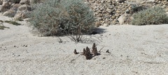 Aphyllon cooperi cooperi