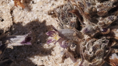 Aphyllon cooperi cooperi