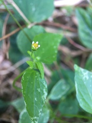 Galinsoga parviflora