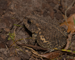 Anaxyrus terrestris