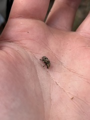 Euparius marmoreus