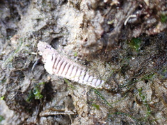 Astropecten armatus