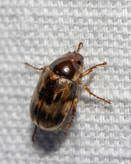 Exomala orientalis