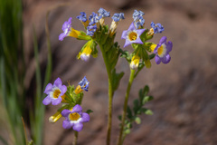 Phacelia fremontii