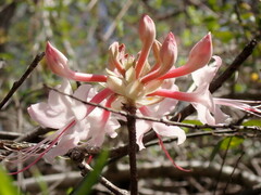 Rhododendron canescens
