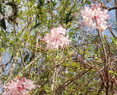 Rhododendron canescens