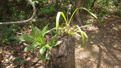 Encyclia belizensis