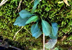 Micranthes virginiensis