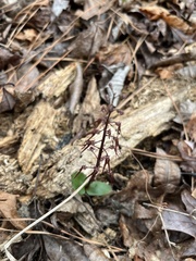Neottia bifolia