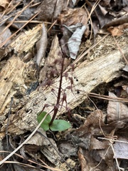 Neottia bifolia