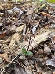 Neottia bifolia
