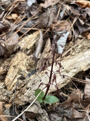Neottia bifolia