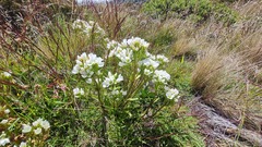 Gentianella corymbifera