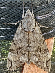 Psilogramma casuarinae