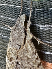 Psilogramma casuarinae