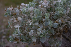 Atriplex hymenelytra