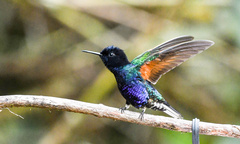 Boissonneaua jardini