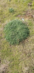 Armeria maritima
