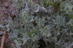 Atriplex hymenelytra