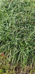 Armeria maritima