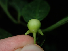 Capsicum lycianthoides