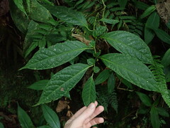 Capsicum lycianthoides