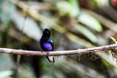 Boissonneaua jardini