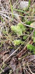 Sedum album